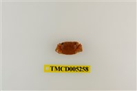 藏品(肥胖後相手蟹)的圖片